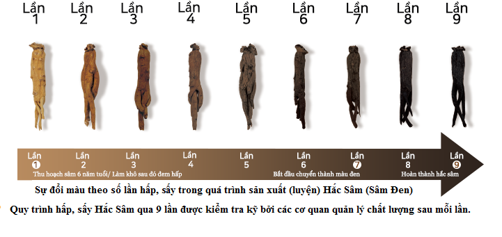 QUY TRÌNH SẢN XUẤT SÂM ĐEN.